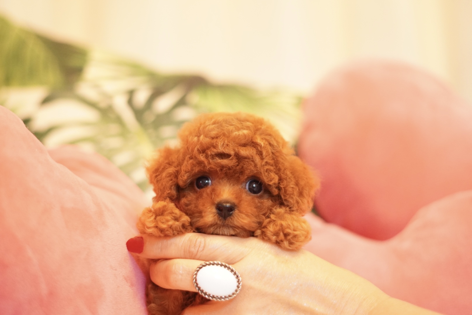 ティーカッププードルから小さめタイニープードル のご紹介 / l.y.b.family 千葉県のトイプードル専門ブリーダー /